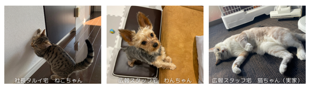 CAFな家のいぬねこ