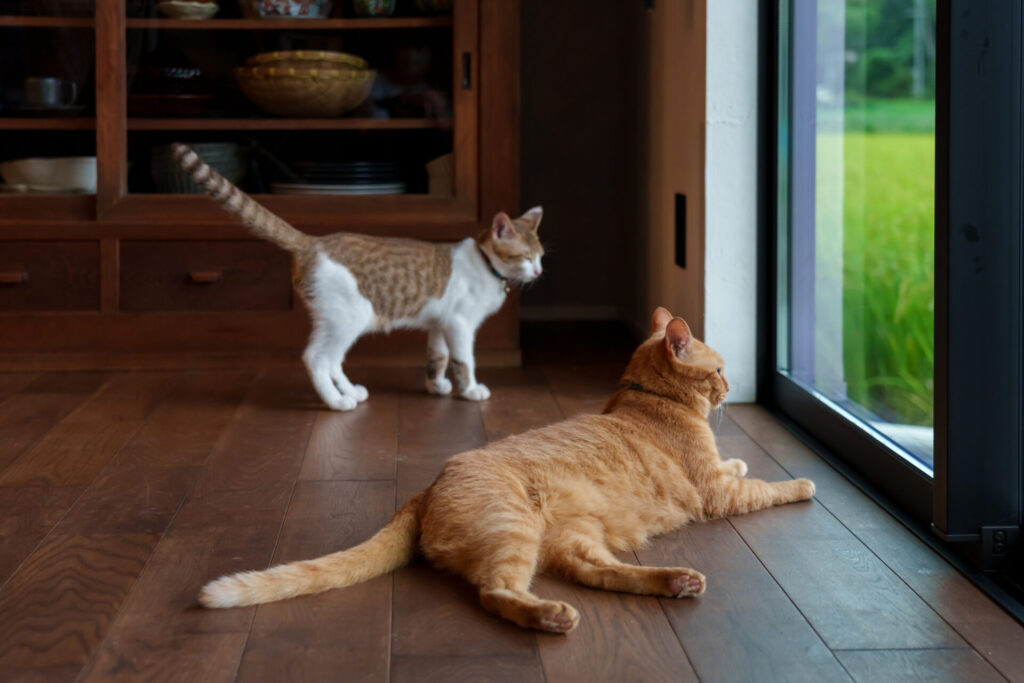 猫ペットリフォーム