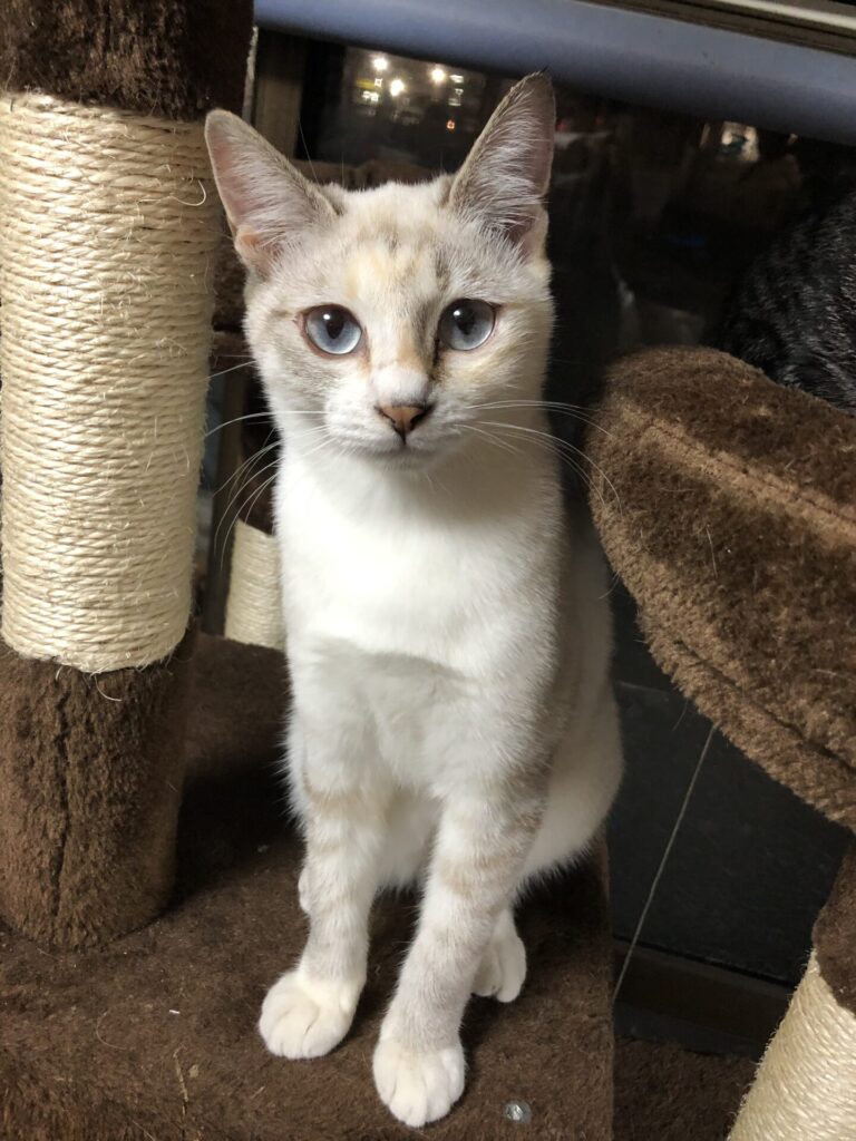 ペットリフォーム猫